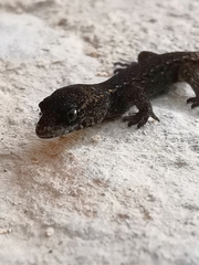 Sphaerodactylidae