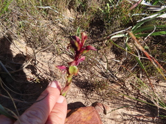 Satyrium lupulinum