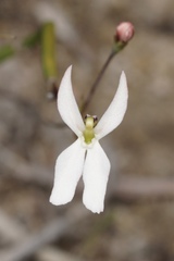 Stylidium petiolare