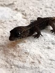 Sphaerodactylidae