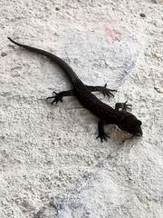 Sphaerodactylidae
