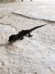 Sphaerodactylidae