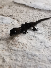 Sphaerodactylidae