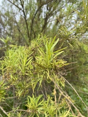 Baccharis salicifolia