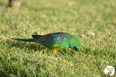 Psephotus haematonotus