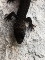 Sphaerodactylidae