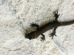 Sphaerodactylidae