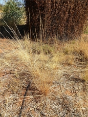 Aristida inaequiglumis