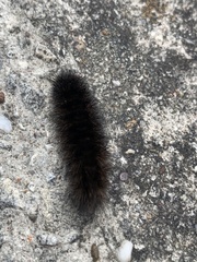Lepidoptera