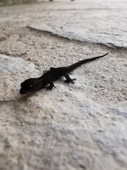 Sphaerodactylidae