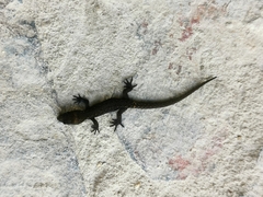 Sphaerodactylidae