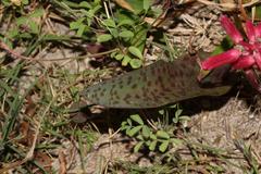 Lachenalia bulbifera