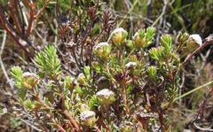 Phyliceae