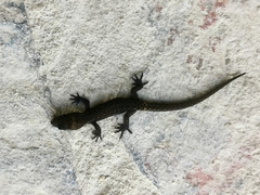 Sphaerodactylidae