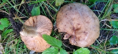 Lactarius pyrogalus