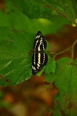 Neptis hylas