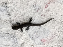 Sphaerodactylidae