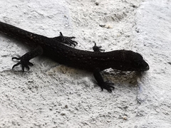 Sphaerodactylidae