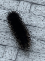 Lepidoptera