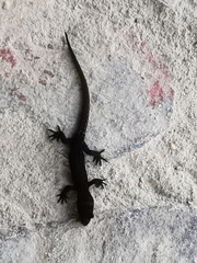 Sphaerodactylidae