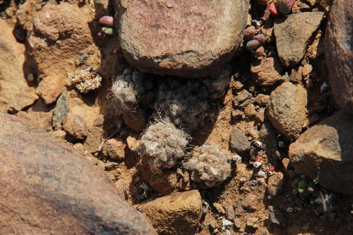 Anacampseros albidiflora