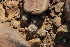 Anacampseros albidiflora