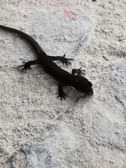 Sphaerodactylidae