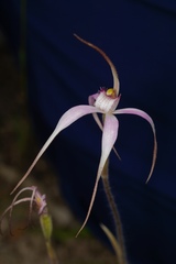 Caladenia × suffusa