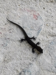 Sphaerodactylidae