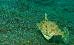 Pseudomonacanthus macrurus