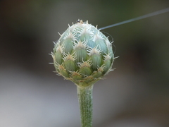 Cheirolophus intybaceus