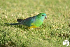 Psephotus haematonotus