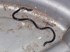 Liotyphlops ternetzii