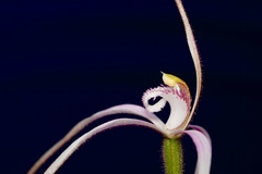 Caladenia × suffusa