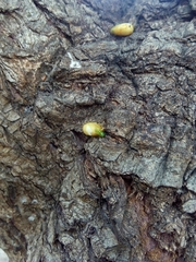 Tristerix corymbosus