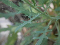 Cheirolophus intybaceus