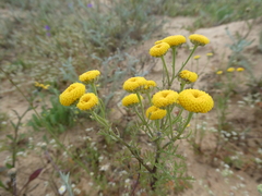 Oncosiphon grandiflorus