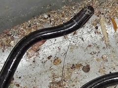 Liotyphlops ternetzii