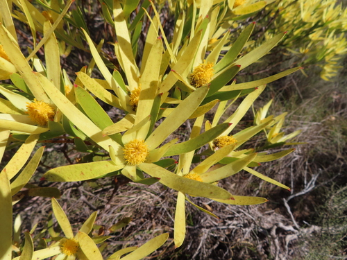 Concealed Conebush (Leucadendron cryptocephalum)
