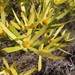 Leucadendron cryptocephalum × xanthoconus - Photo (c) linkie, algunos derechos reservados (CC BY), uploaded by linkie