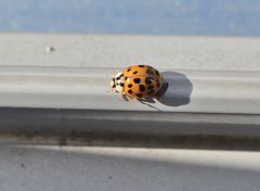 Harmonia axyridis