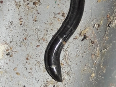 Liotyphlops ternetzii