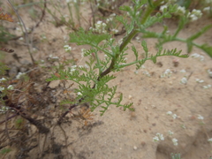 Oncosiphon grandiflorus