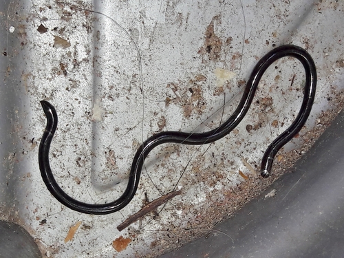 Photo of a Ternetz's Blind Snake (Liotyphlops ternetzii)