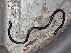 Liotyphlops ternetzii