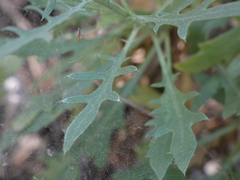 Cheirolophus intybaceus