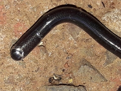 Liotyphlops ternetzii