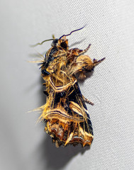 Callopistria repleta