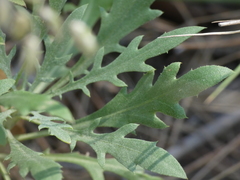 Cheirolophus intybaceus