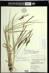 Carex vacillans